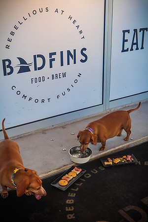 Badfins July-15