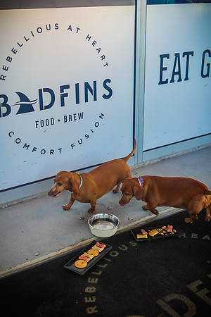 Badfins July-14